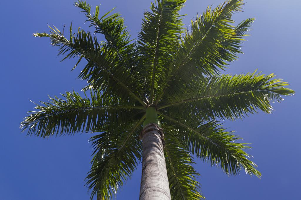 Port Douglas Plantation Resort Εξωτερικό φωτογραφία